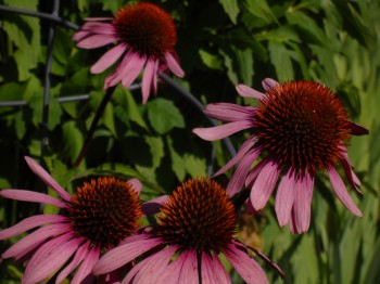 Pointy looking flowers